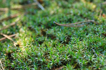 Wall Mural - Balls of dew on the green plant of Plantago subulata in early morning