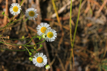 Wall Mural - Top view of beautiful flowers of daisy or erigeron on the background of dry brown grass in the field