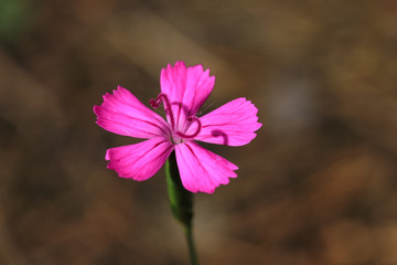 bright-pink flower of wild carnation or dianthus on sunny day