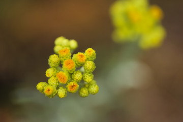 Wall Mural - Top view of yellow flowers of plant strawflower or immortelle in summer