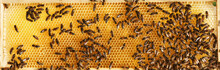Horizontal Photo. Detailed View Of Honeycomb Full Of Bees. Conception Of Apiculture