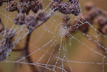 dew drops on a spider web