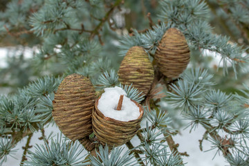 Wall Mural - Blue Atlas Cedar Cones and Needles in the Snow