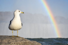 A Seagull Stands On A Post With A Rainbow In The Background At Table Rock, The Viewing Platform At Niagara Falls, Canada.