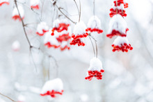 Bright Red Berries Of Viburnum Under The Snow Hats.