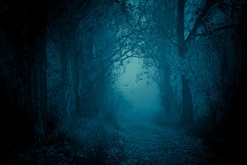 Mysterious pathway. Footpath in the dark, foggy, autumnal, misty forest.