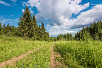 Wall Mural - landscape with green meadow on a hill surrounded by forest, rural road stretching into the distance,