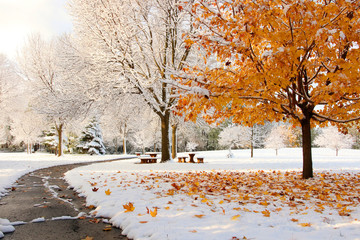 early snow background, climate changing concept.scenic morning landscape with bright color maple tre