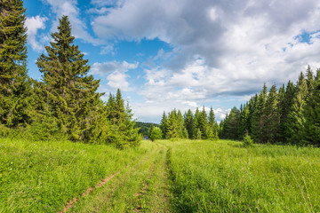Wall Mural - landscape with green meadow on a hill surrounded by forest, rural road stretching into the distance,