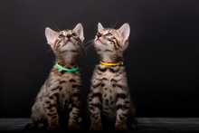 Beautiful Bengal Cat Breed On A Black Background