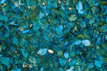 Abstract background of blue fall leaves.