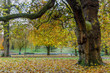 Autumn Color in Grove Park, Harborne, Birmingham