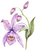 Beautiful exotic orchid flowers (Laelia) on white background. Flowers isolated on white background. Watercolor painting. Hand painted botanical illustration.