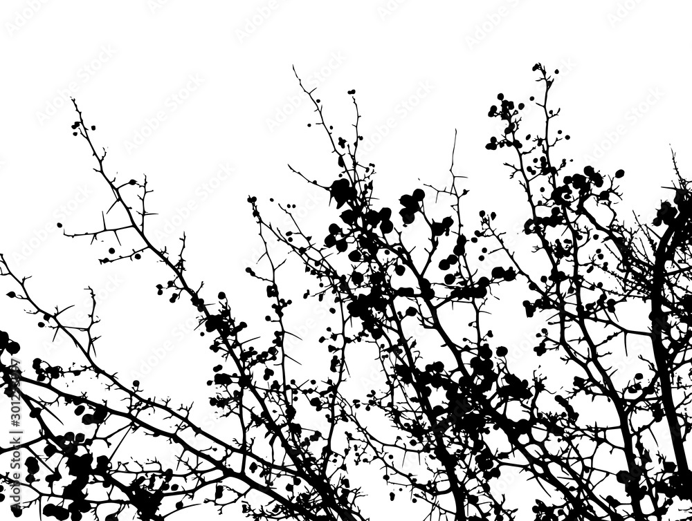 Tree branch silhouette. Vector - obrazy, fototapety, plakaty 