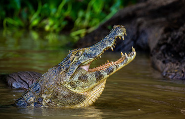 Wall Mural - Cayman holds his head above the water and opened his mouth. Close-up. Brazil. Pantanal National Park. South America.