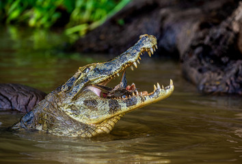 Wall Mural - Cayman holds his head above the water and eats fish. Close-up. Brazil. Pantanal National Park. South America.