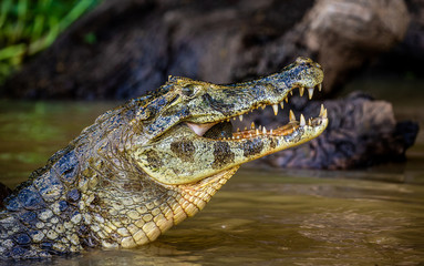 Wall Mural - Cayman holds his head above the water and eats fish. Close-up. Brazil. Pantanal National Park. South America.