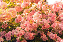 Pink Roses Garden, Multi Exposure 