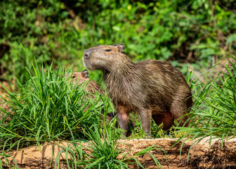 Poster - Capybara near the river in the grass. Brazil. Pantanal National Park. South America