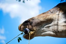 Head Shot Of A Giraffe Eating Berry