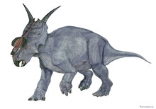 アケロウサウルス。白亜紀後期の角竜。同時期のパキリノサウルスに似て鼻先に角がなく、特徴的な瘤状の大きな突起が見られる。体長は6メートルと推定され、歯の構造から植物食が中心の食性であったとされる。恐竜の重心は後肢に置かれており、駆け出そうとして前脚に体重をかけた様子を描いたイラスト。
