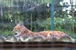 Lynx dans son enclos au zoo