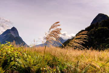 Two single high blades of grass in front of impressive mountain scenery