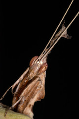 The Ghost mantis Phyllocrania paradoxa lurks on Orchid flowers, a vertical image with a dark background. In the photo the male.