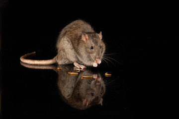 Poster - A close up captive common rat on a reflective black surface. It is eating feeding on mealworms and there is copy space all around