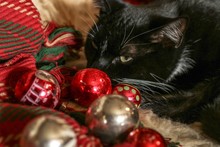 Christmas Scene In Front Of A Stone Hearth With A Black Cat, Christmas Ornaments, Cozy Sheepskin, Plaid Blanket And Red Lantern