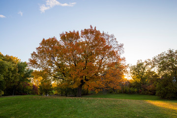 old acer saccharum, the sugar maple or rock maple in autumn