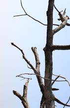 Dead Tree Branches Against Blue Sky