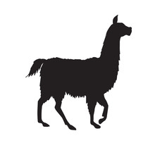 Vector Black Llama Silhouette Isolated On White Background