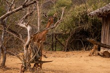 Roe Deer Among Dry Trees With The Jungle In Kenya, Nairobi, Samburu
