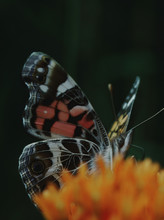 American Painted Lady Butterfly (Vanessa Virginiensis)
