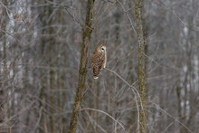 Barred Owl In Deep Mid Winter In A Snowy Landscape, Quebec, Canada.