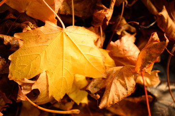 Orange maple leaves on ground, backdrop autumn image