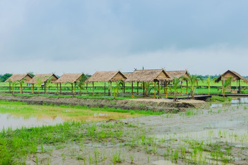 Wall Mural - View of many huts in the rice fields that have just been cultivated after the rain stopped