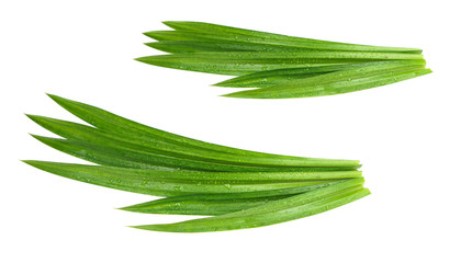 Fresh green pandan leaves with water droplets isolated on white background with clipping paths.