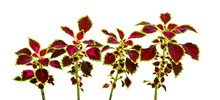 Colorful Leaves Pattern,leaf Coleus Or Painted Nettle Isolated On White Background