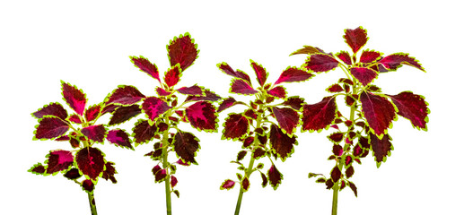 colorful leaves pattern,leaf coleus or painted nettle isolated on white background