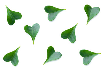 Wall Mural - green leafs isolated on white background. heart shaped leaves.