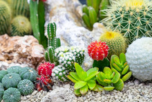Closeup Various Cactus Plants In Garden