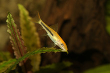 Golden Chinese Algae Eater Aquarium Fish Catfish  Gyrinocheilus Aymonieri