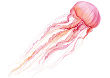 Pink Jellyfish On An Isolated White Background, Watercolor Illustration, Hand Drawing