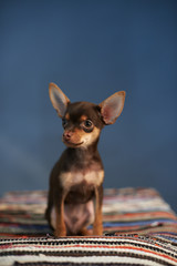 Wall Mural - Beautiful Russian Toy Terrier sits on a striped plaid on a blue background.