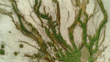 Aerial Top Down Network Rivers Delta Branches Unusual Landscape Swampy Grass Along Edge Sand Desert. Patern Salt Lake Elton Natural Wonder Russia Extraterrestrial Mystical Wild Untouched