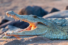 Nile Crocodile, Up Close, On Land, Sharp, Clear, Teeth And Eyes, Croc, 