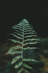 Natural green plants fern in the mountain