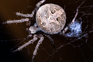 A close up view of a spider on a spider web